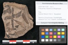 Foto (Objekt + Etikett) von Podozamites malvernicus Ettingshausen (NHMW-GEO-2024-0188-10328)